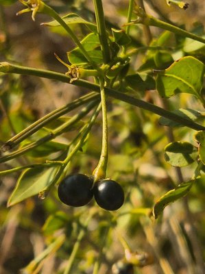 Jasminum grandiflorum L.: fruit
