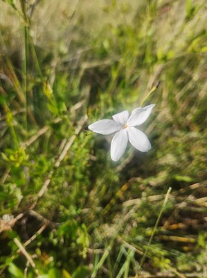 Jasminum grandiflorum L.: flower