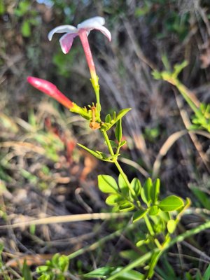 Jasminum grandiflorum L.: flower