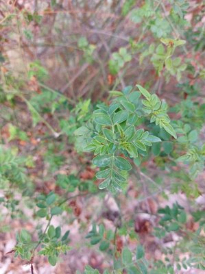 Jasminum grandiflorum L.: leaf