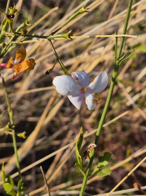 Jasminum grandiflorum L.: flower