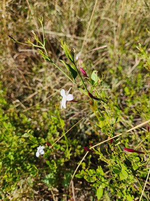 Jasminum grandiflorum L.: flower