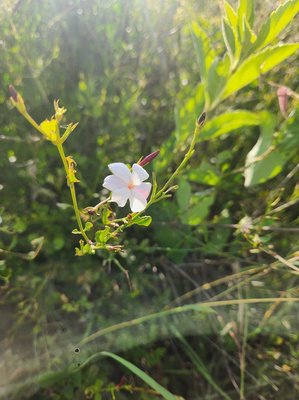 Jasminum grandiflorum L.: flower