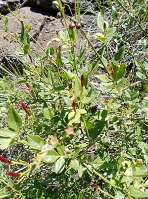 Jasminum grandiflorum L.: leaf