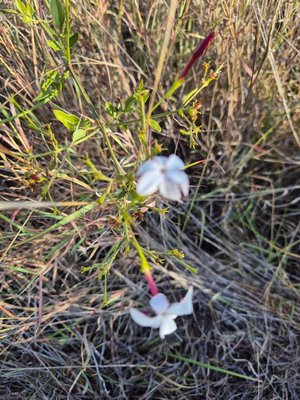 Jasminum grandiflorum L.: flower