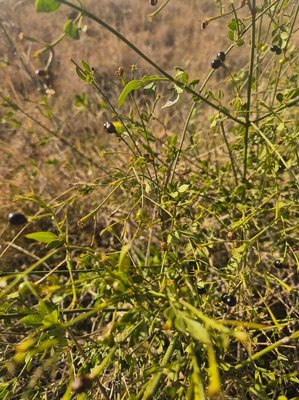 Jasminum grandiflorum L.: habit