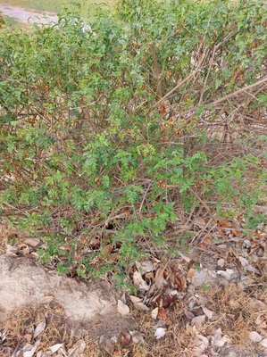 Jasminum grandiflorum L.: habit