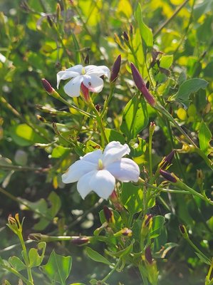 Jasminum grandiflorum L.: flower
