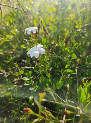 Jasminum grandiflorum L.: habit