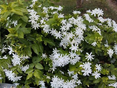 Jasminum grandiflorum L.: leaf