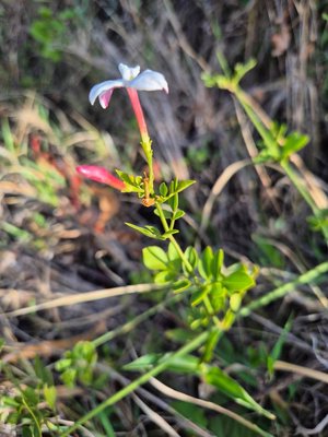 Jasminum grandiflorum L.: leaf