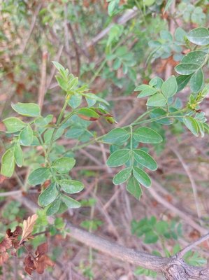 Jasminum grandiflorum L.: leaf