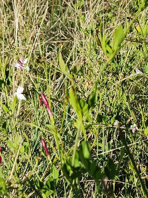 Jasminum grandiflorum L.: habit