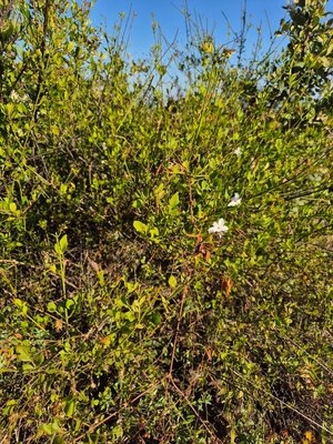 Jasminum grandiflorum L.: flower