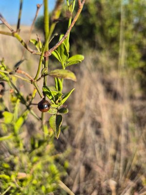 Jasminum grandiflorum L.: fruit