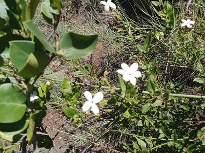 Jasminum grandiflorum L.: flower