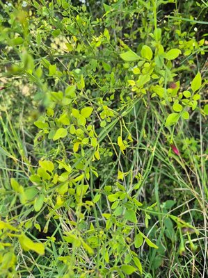 Jasminum grandiflorum L.: leaf