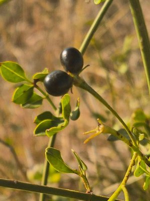 Jasminum grandiflorum L.: fruit