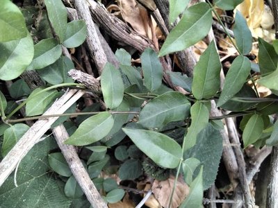 Jasminum grandiflorum L.: leaf