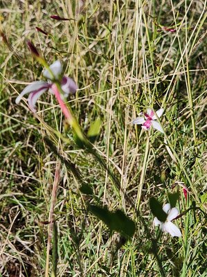 Jasminum grandiflorum L.: flower