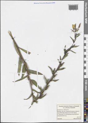 Oenothera × hoelscheri Renner ex Rostanski (Ослинник), Moscow University Herbarium