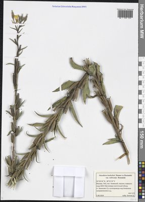 Oenothera × hoelscheri Renner ex Rostanski (Ослинник), Moscow University Herbarium