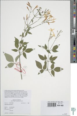 Jasminum azoricum L.