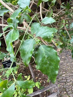 Jasminum azoricum L.: leaf