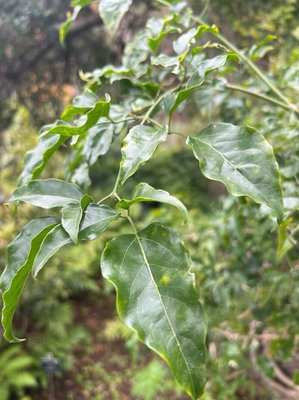 Jasminum azoricum L.: leaf