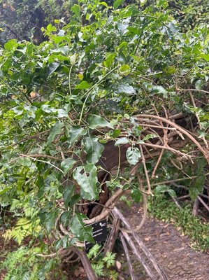 Jasminum azoricum L.: habit