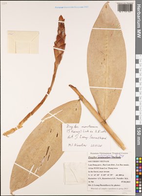 Zingiber montanum (J.Koenig) Link ex A.Dietr., Moscow University Herbarium