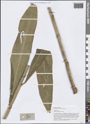 Zingiber montanum (J.Koenig) Link ex A.Dietr., Moscow University Herbarium