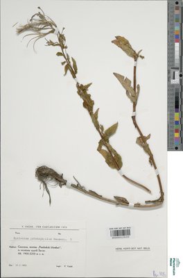 Epilobium prionophyllum Hausskn.