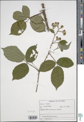 Rubus senticosus Köhler ex Weihe