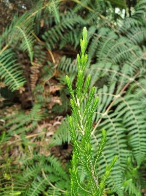 Erica arborescens (Willd.) E.G.H.Oliv.: leaf