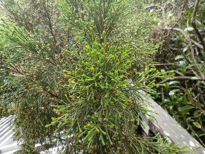 Erica arborescens (Willd.) E.G.H.Oliv.: leaf