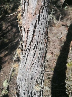 Erica arborescens (Willd.) E.G.H.Oliv.: bark