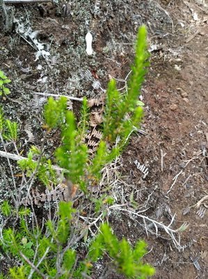 Erica arborescens (Willd.) E.G.H.Oliv.: habit
