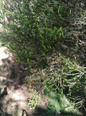 Erica arborescens (Willd.) E.G.H.Oliv.: leaf