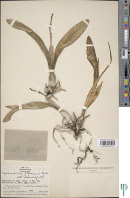 Prosthechea allemanii (Barb.Rodr.) W.E.Higgins