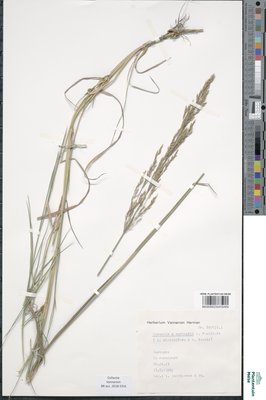 Agrostis x murbeckii Fouill.