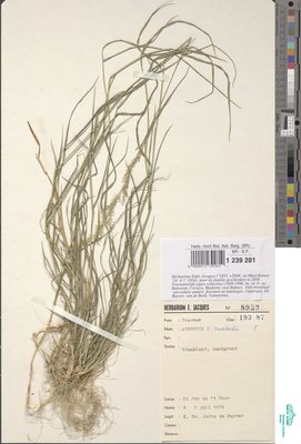 Agrostis x murbeckii Fouill.
