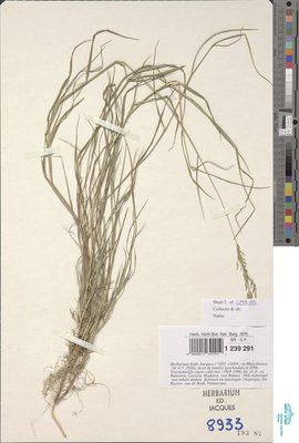 Agrostis x murbeckii Fouill.