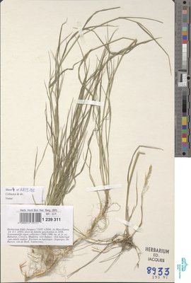 Agrostis x murbeckii Fouill.