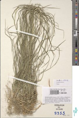 Agrostis x murbeckii Fouill.
