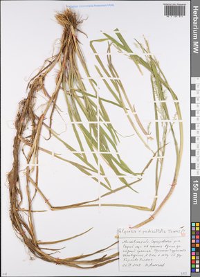 Glyceria pedicellata F.Towns. (Манник узкоколосковый), Moscow University Herbarium