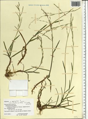 Glyceria pedicellata F.Towns. (Манник узкоколосковый), Moscow University Herbarium