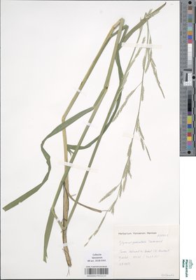 Glyceria x pedicellata F.Towns.