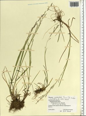 Glyceria pedicellata F.Towns. (Манник узкоколосковый), Moscow University Herbarium