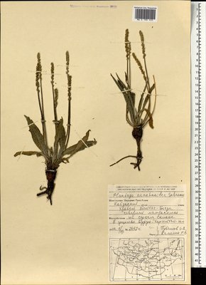 Plantago arachnoidea Schrenk (Подорожник паутинистый), Moscow University Herbarium